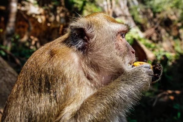 Detalhe sobre a cabeça de macaco-de-cauda-longa (Macaca fascicularis) comendo uma banana de turista. Khao Sok, Tailândia — Fotografia de Stock