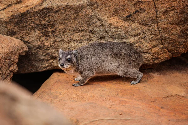 Daman skalní (Procavia capensis) jít do své nory doupěte v kameny. Národní park Tsavo East, Keňa — Stock fotografie