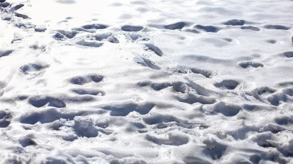 Footprints in glossy snow melting on sunlight. — Stock Photo, Image