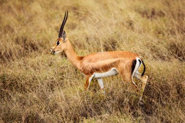 Grant's gazelle (Nanger granti) feeding in african savanna. Tsavo East National Park, Kenya
