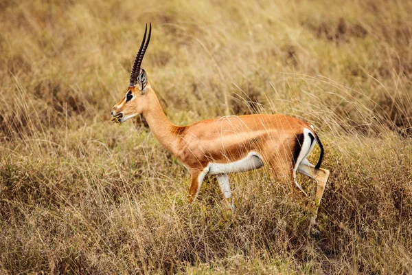 Gazelle Grant Nanger Granti Nourrissant Dans Savane Africaine Parc National — Photo