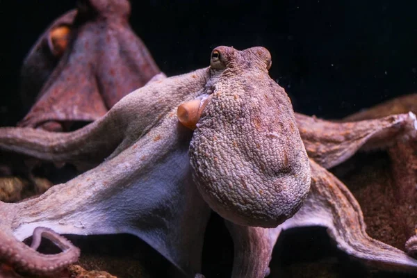 The common octopus (Octopus vulgaris) — Stock Photo, Image