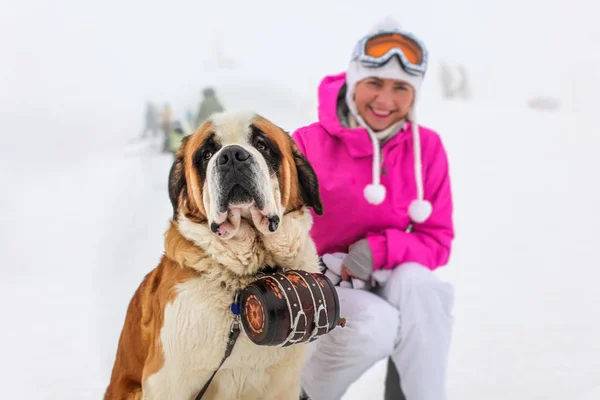 Bl と雪の中で座っている象徴的なバレルとセントバーナード犬 — ストック写真