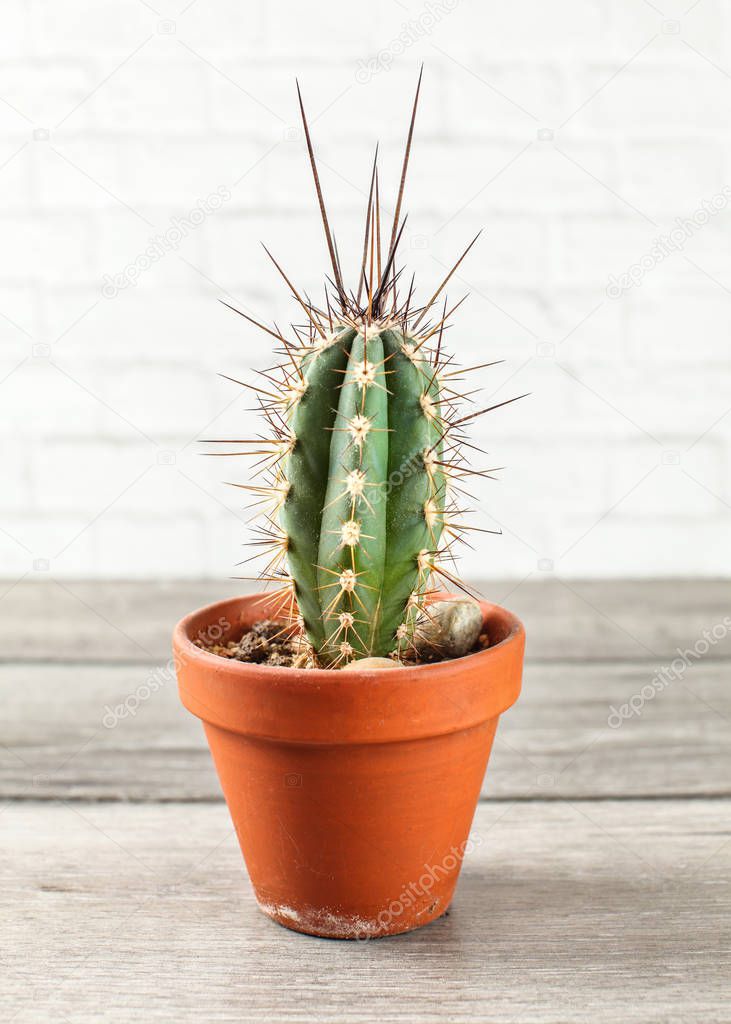 Small cactus in pot on gray wood table.