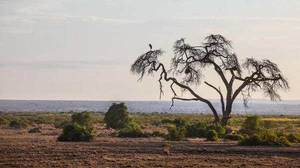 Afrikanische Savanne, flaches Land mit der Silhouette eines trockenen Baumes, Held — Stockfoto