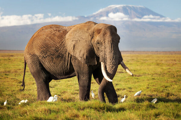 African bush elephant (Loxodonta africana) walking on savanna, w