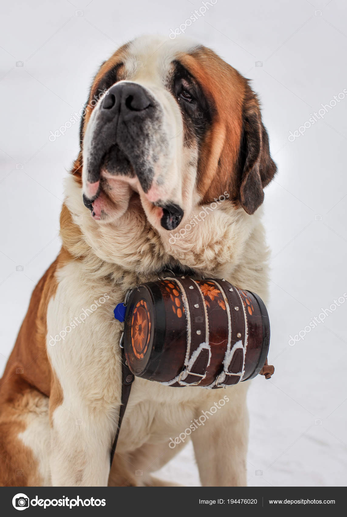 Résultat de recherche d'images pour "photo chien saint bernard avec tonneau"