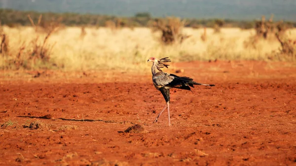 Ptak sekretarza (Sagittarius serpentarius) chodzenie na czerwonej ziemi — Zdjęcie stockowe