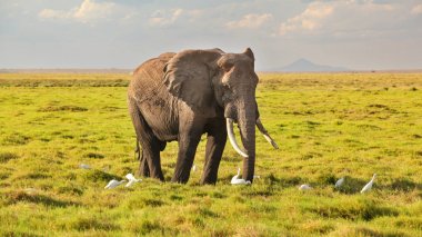 Savana, w yürüyüş Afrika bush fili (Loxodonta africana)