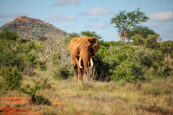 Bush tarafından yürüyüş Afrika bush fili (Loxodonta africana) ve — Stok fotoğraf