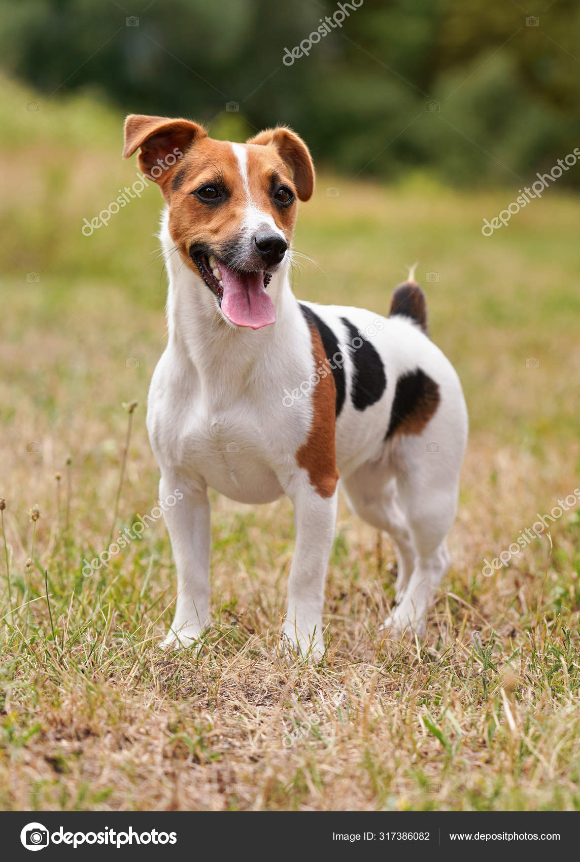 Terrier Glatthaar Russell Terrier Welpen Kaufen Kleiner Jack