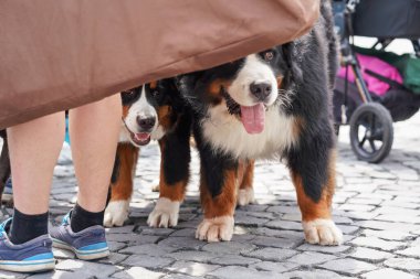İki Bernese Dağ Köpeği kaldırımda dikiliyor, başları kumaş parçasının arkasına gizlenmiş, sahibinin bacakları yakınlarda.