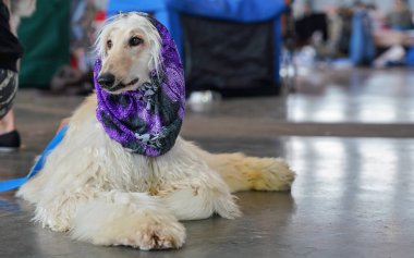 Rus borzoi köpeği yerde oturuyor, kafasında mor eşarp var. Köpek yarışmasına hazır ve nazır.