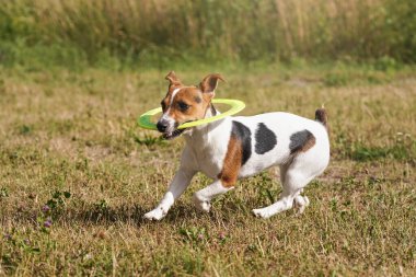 Küçük Jack Russell Teriyeri, yeşil neon rengi bir diskle çayırda koşuyor.