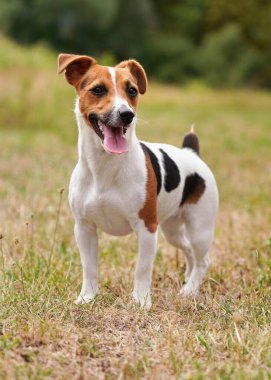 Küçük Jack Russell Terrier çayırda dikiliyordu, dili dışarı çıkmıştı.