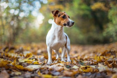 Küçük Jack Russell teriyer köpeği sonbahar yaprakları üzerinde duruyor, yana bakıyor, arka planda bokeh bulanık ağaçlarla sığ alan fotoğrafı