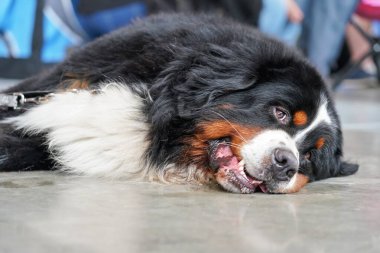 Bernese Dağ Köpeği taş zeminde yatıyor, sıkılmış görünüyor.