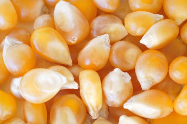 Sarı patlamamış patlamış mısır taneleri, yakın çekim detaylı fotoğraf.