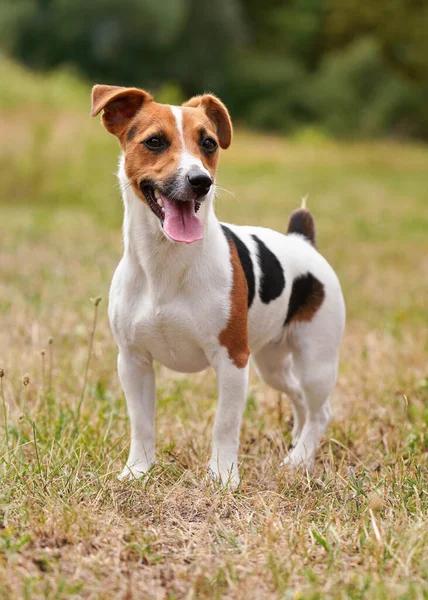 Pequeño Jack Russell terrier de pie en el prado, su lengua fuera —  Fotos de Stock