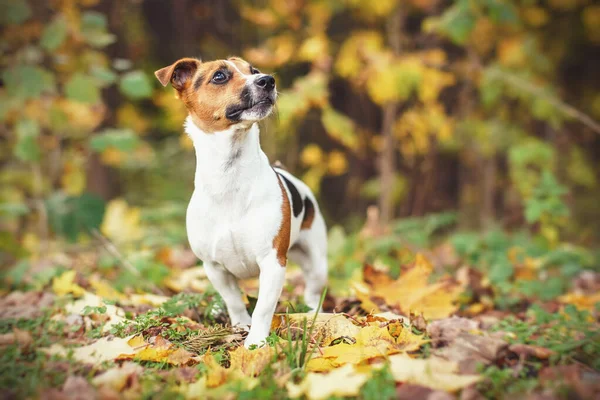 Pequeño Jack Russell terrier caminando sobre hojas en otoño, amarillo y naranja fondo de árboles borrosos —  Fotos de Stock