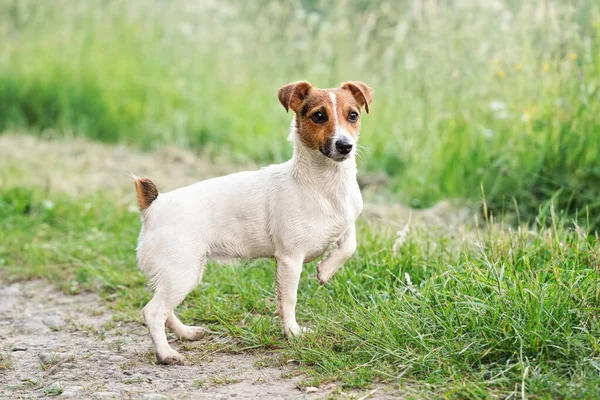Liten Jack Russell terrier står på landet väg, ett ben upp, tittar uppmärksamt, päls våt från simning i floden, gräs växer på marken — Stockfoto