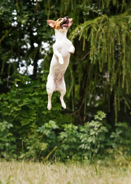 Pequeno cão Jack Russell pulando alto no ar — Fotografia de Stock