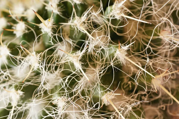 Kaktusové trny, detailní detailní fotografie, bílé nitě mezi ostrými hroty viditelné — Stock fotografie