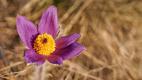 Lila större pasque blomma med gul mitt - Pulsatilla grandis - växer i torrt gräs, tätt intill detalj — Stockfoto