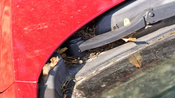 Vieux feuilles sèches, pollen, poussière et débris de boue derrière l'essuie-glace de voiture rouge qui n'a pas été utilisé depuis un certain temps, détail gros plan — Photo