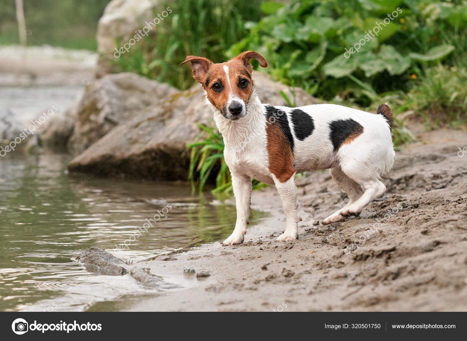 small jack russell