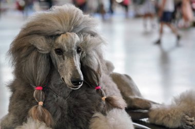 Büyük siyah gri kaniş köpek yarışmasından önce bakımlı, pembe lastik bantlı.
