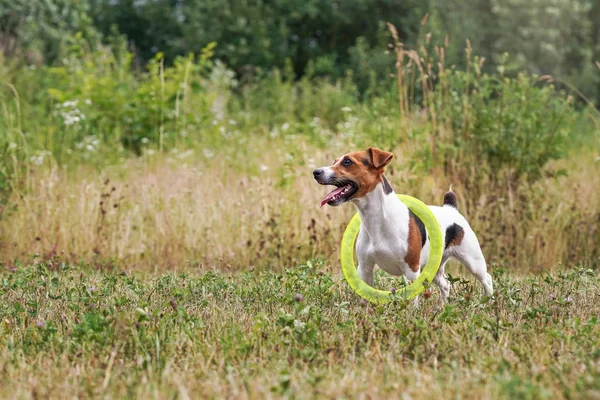 Small Jack Russell terrier, her tongue out, looking attentively, playing with yellow throwing disc carrying it on neck, view from side — Stock Photo, Image