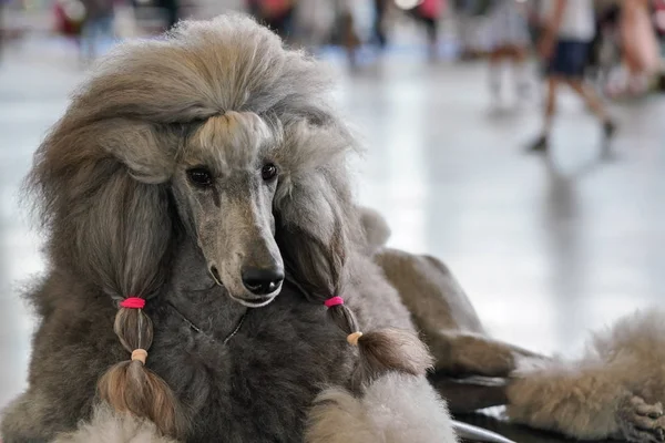 Büyük siyah gri kaniş köpek yarışmasından önce bakımlı, pembe lastik bantlı.