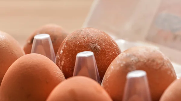Белая плесень плесени растет на скорлупе яиц, хранящихся в холодном влажном холодильнике в течение длительного времени, крупным планом макро детали — стоковое фото