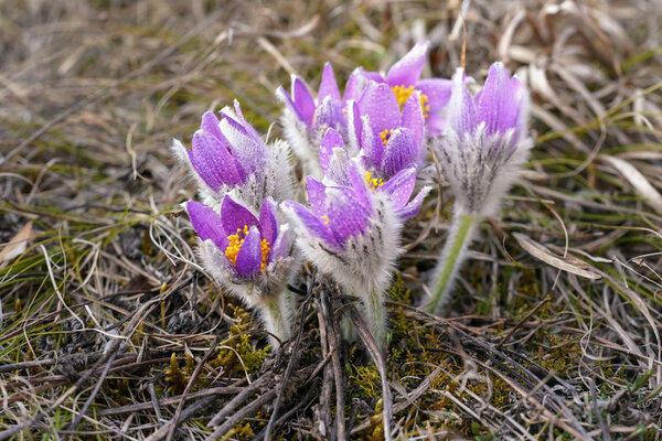 Фиолетовые цветки - Pulsatica grandis - мокрые от росы, растущие в сухой траве и плесени, крупным планом
