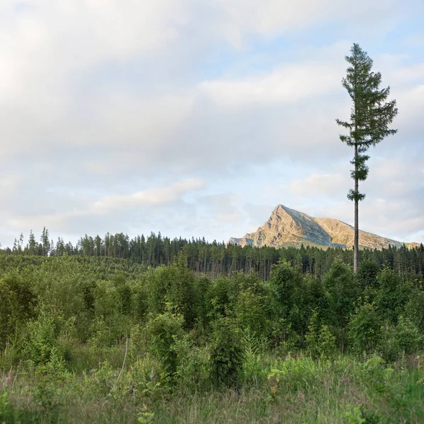 Prato con piccoli cespugli, foresta in lontananza e monte Krivan picco simbolo slovacco in lontananza. Un albero alto che cresce sul lato destro — Foto Stock