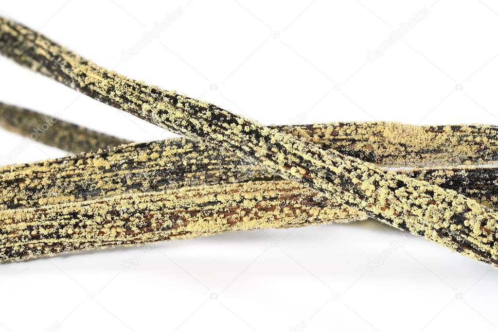 White yellow mould or mildew growing on vanilla sticks stored improperly in wet and cold fridge - close up detail photo isolated on white background