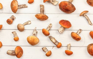 En tepeden aşağı manzara - taze orman mantarları, kırmızı başlıklı makas sapı 