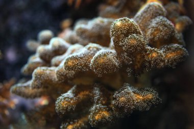 Su altı fotoğrafı, mercanların floresan ışıklarını yakın çekim. A