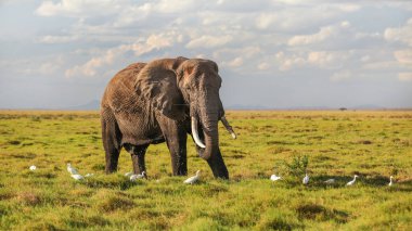 Afrika çalı fili (Loxodonta africana) otları besliyor, yiyor