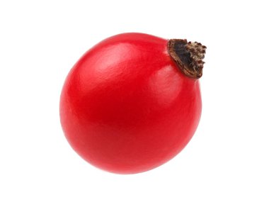 Tek gül (köpek gülü meyvesi) beyaz arkaplanda izole.