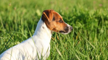 Küçük Jack Russell Teriyer otların arasında sakince oturuyor 