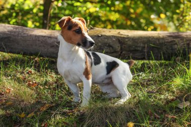 Küçük Jack Russell teriyeri alçak orman çimlerinde duruyor, güneş parlıyor.
