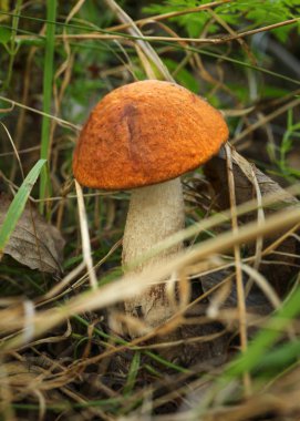Küçük kırmızı başlıklı skaler sapı (Leccinum aurantiacum) büyüyen i