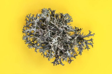 Sarı yaban domuzu üzerinde İzlanda yosunu (Cladonia rangiferina) yapısı