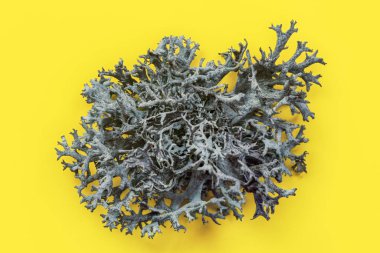Y üzerinde İzlanda liken (Cladonia rangiferina) yapısının ayrıntıları