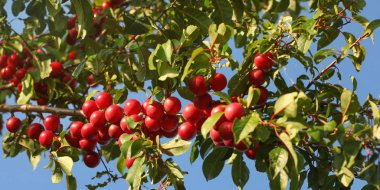 Kırmızı Mirabelle Pruns / Prunes (Prunus domestica syriaca) büyüyor 