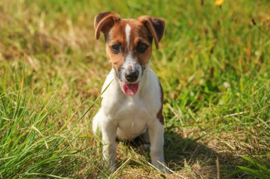 Küçük Jack Russell teriyeri, güneşli çimlerde oturuyor.