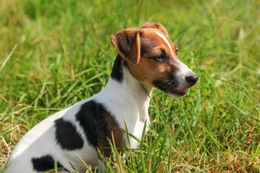 Küçük Jack Russell teriyeri çimlerin üzerinde oturuyor, yan manzara.