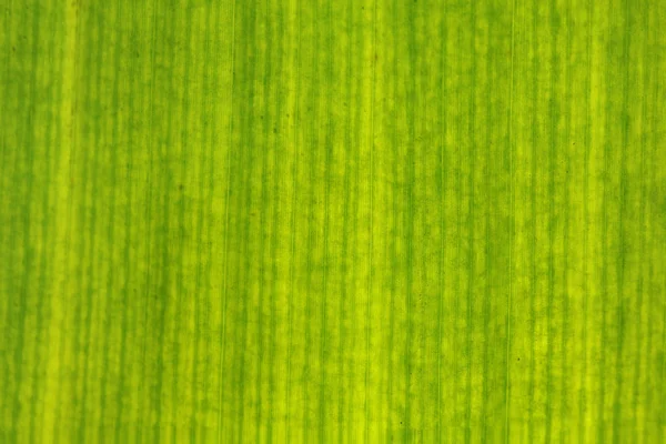 추상적 인 열 대의 유기물인 바나나 잎의 세부 묘사 — 스톡 사진